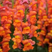 Antirrhinum Majus Maximum Der Bronzee Reiter Blumensamen Antirrhinum Majus Maximum Der Bronzee Reiter Blumensamen von Elenaseeds
