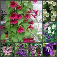 Asarina Scandens Mix Blumensamen Aus Der Ukraine von Elenaseeds