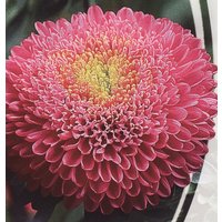 Aster Blumen Samen Cameo von Elenaseeds