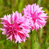 Blumensamen Centaurea Cyanus Terry Pink Ball | Vasylek Einjährige Blumen Aus Der Ukraine#1022 von Elenaseeds