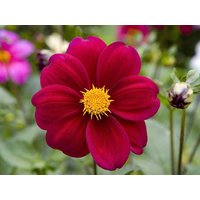 Dahlie Variabilis Blume Samen Red Ribbon Einjährigen Aus Der Ukraine #1055 von Elenaseeds