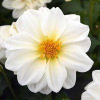 Dahlie Variabilis Blumensamen White Ribbon Einjährige Blumen Aus Der Ukraine #1050 von Elenaseeds