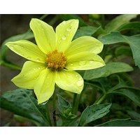 Dahlie Variabilis Blumensamen Yellow Ribbon Einjährige Blumen Aus Der Ukraine #1056 von Elenaseeds