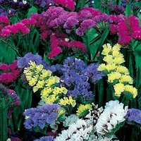 Limonium Sinuatum Kermek Blumen Samen Aus Der Ukraine #1477 von Elenaseeds