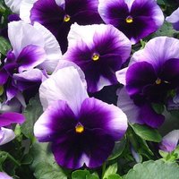Viola Megalanthus Lord Bikonsfild Blumensamen Aus Der Ukraine von Elenaseeds