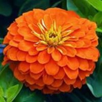 Zinnie Queen Orange Einjährige Blumen Samen Aus Der Ukraine #1490 von Elenaseeds
