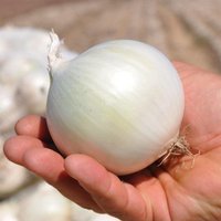 Zwiebelsamen Weiße Perle Heirloom Gemüsesamen Aus Der Ukraine #878 von Elenaseeds