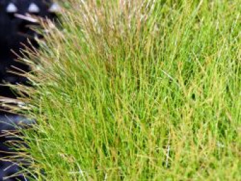 Nadelsimse, Eleocharis acicularis, Topfware von Eleocharis acicularis