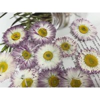 Gepresste Daisy Blumen, Eine Packung 6 Stück Getrocknete Gepresste Blüten, Echte Blüten, Große Lila, Weiße Daisies von ElfHouseFinds