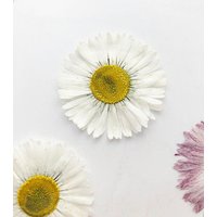 Größere Gepresste Daisy Blumen, Weiße Daisies 6 Stk./Pack Getrocknete Blüten, Echte Blüten, Lila, Weiße von ElfHouseFinds