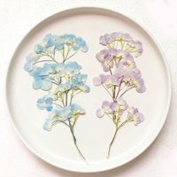 Harz Getrocknete Blume, Gepresste Blumen, 8 Stück/Packung Blau Lila Stiele Echte Hortensie Blume von ElfHouseFinds