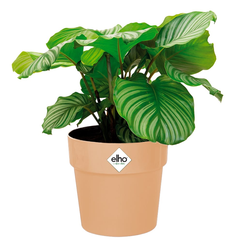 Blumentopf Pfirsisch 14x13cm 1,3L von Gardebruk®