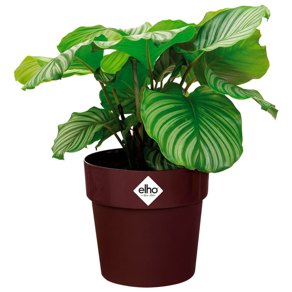 Blumentopf Maulbeere 30x27cm 13,3L von Elho