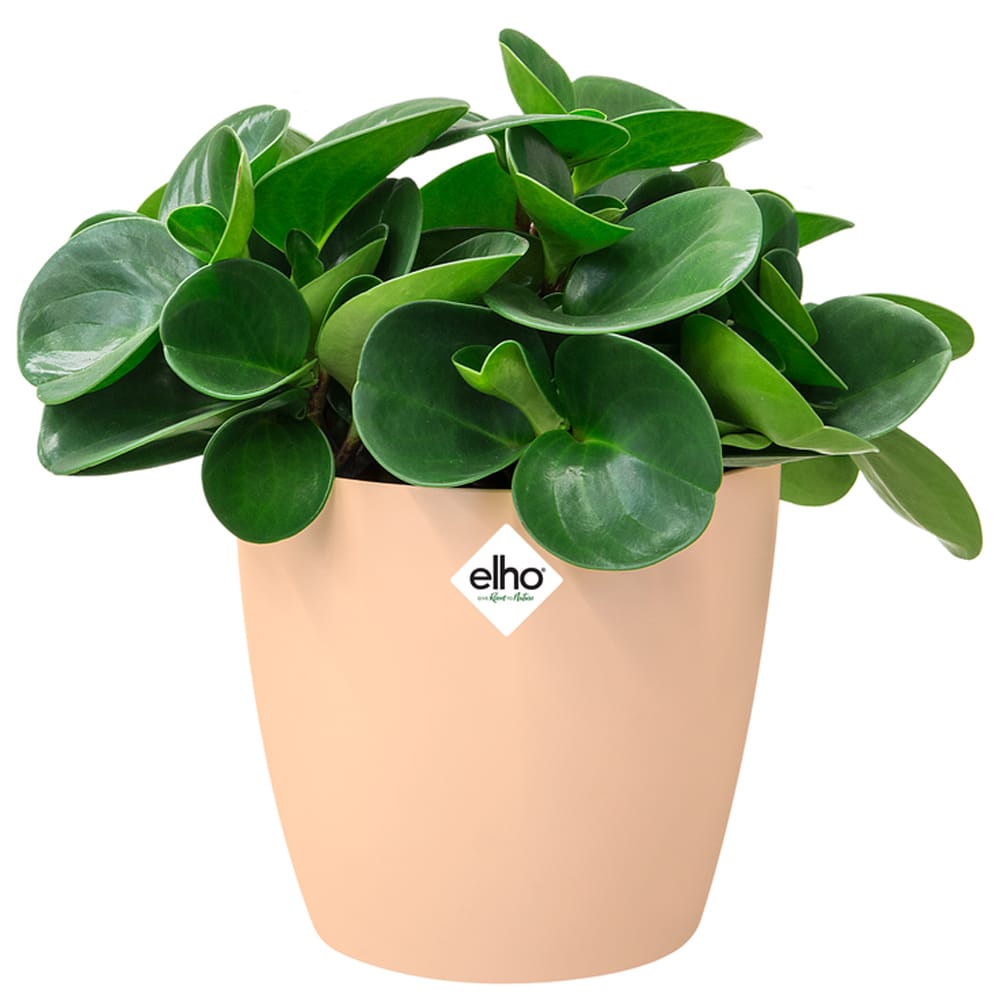 Blumentopf Brussels Pfirsich 18x17cm 3,3L von Elho