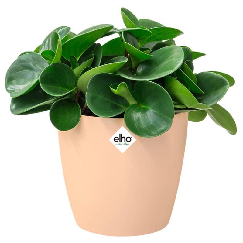 Blumentopf Brussels Pfirsich 14x13cm 1,4L von Elho