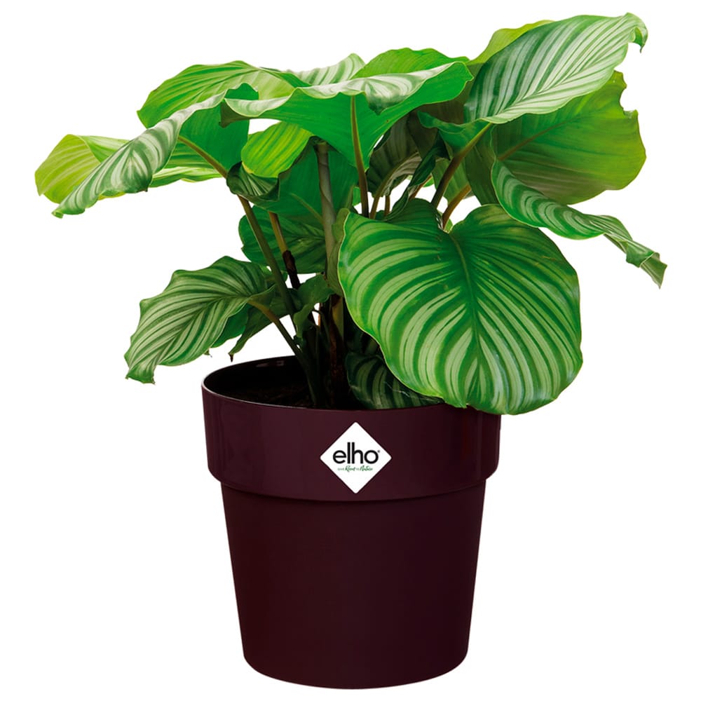 Blumentopf Maulbeere 18x17cm 2,9L von Elho