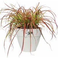 Elho - Blumentopf vibia campana Abstandhalter Übertopf Pflanzkasten Pflanzentopf Pflanzgefäß weiß Kunststoff outdoor rund/41 Liter von Elho