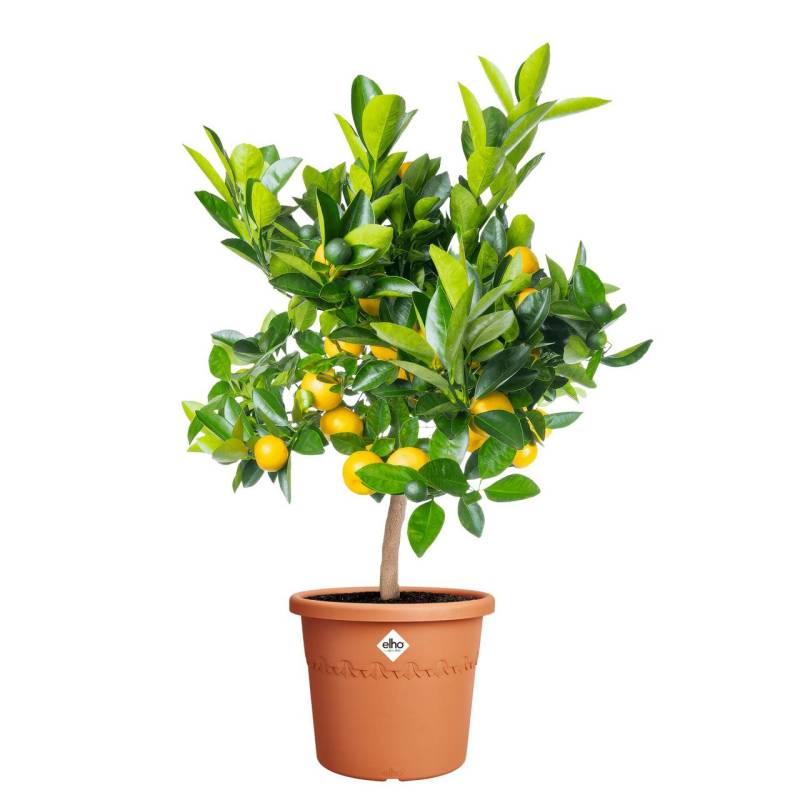 Elho Blumentopf Algarve Cilindro Ø 30 x 25 cm terra von Elho