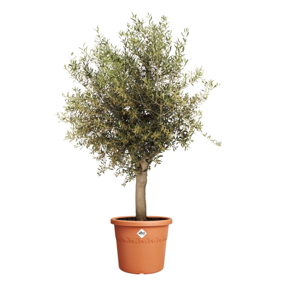 Elho Blumentopf Algarve Cilindro Ø 58 x 48 cm terra Elho Blumentopf Algarve Cilindro Ø 58 x 48 cm terra von Elho