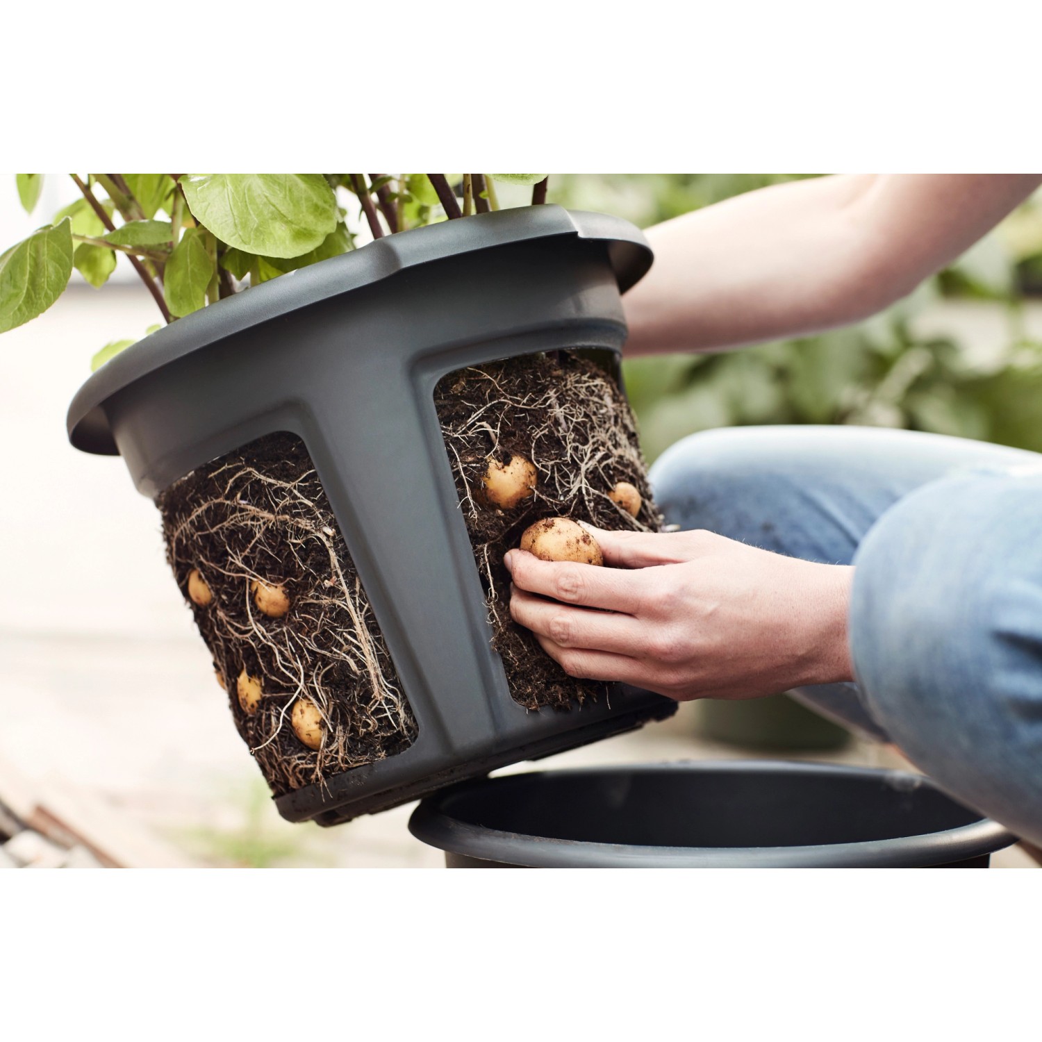 Elho Kartoffeltopf Green Basics Living Ø 32,3 cm Schwarz Elho Kartoffeltopf Green Basics Living Ø 32,3 cm Schwarz von Elho