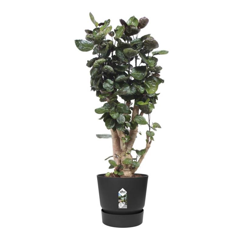 Elho Pflanztopf Greenville Ø 40 x 37 cm living schwarz von Elho