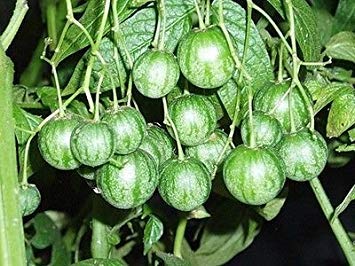 Elitely Bonsai Seeds Solanum Caripense - Tzimbalo - seltener Tropischer Strauch (8), Bonsai Seeds von Elitely