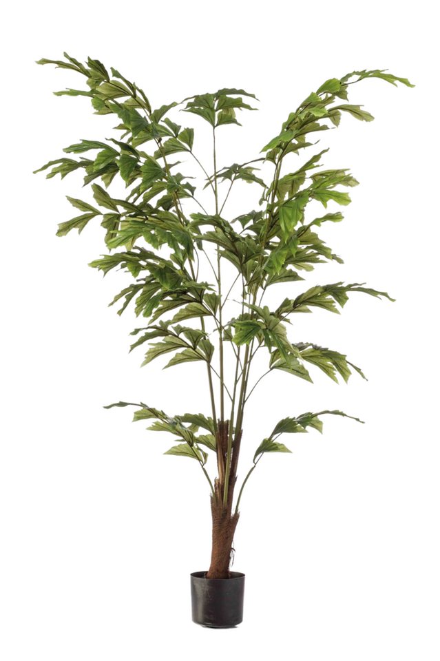 Kunstbaum Künstliche Fischschwanzpalme - Nayla, 155 cm, Emerald Kunstbaum Künstliche Fischschwanzpalme - Nayla, 155 cm, Emerald von Emerald