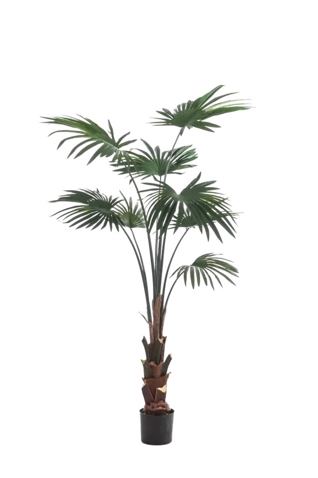 Kunstbaum Künstliche Livistona Palme - Aron, 150 cm, Emerald Kunstbaum Künstliche Livistona Palme - Aron, 150 cm, Emerald von Emerald