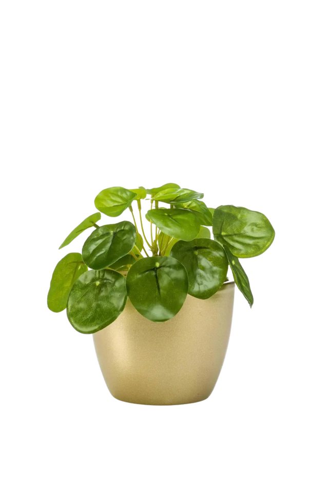 Kunstpflanze Künstlicher Geldbaum - Kate, 13 cm, Emerald von Emerald