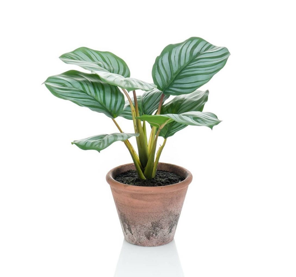 Kunstrasen Künstliche Maranta Calathea Orbifolia Terra 32 cm Topf, Emerald, Höhe: 32 mm von Emerald