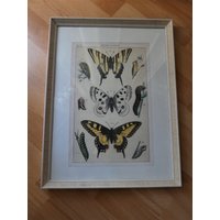 Bild, Druck, Schmetterlinge, in Einem Alten Rahmen, Vintage von EmmaRosesVintage