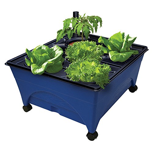 Emsco Group 2370 Hydropickers Compact 61 x 50,8 cm Fußabdruck - Mobilität von Casters Nicht-Elektrische Hydrokultur Grow Box, Kobaltblau von Emsco Group