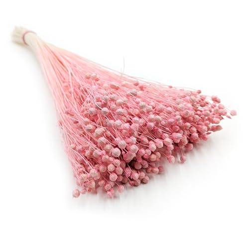 Enchanted Dekogras Getrocknetes Gras Flachs Ziergras Leinen Trockenblumen Natürlich Boho 80 Stück Hellrosa von Enchanted