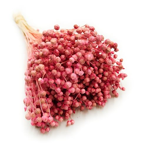 Enchanted Dekogras Getrocknetes Gras Flachs Ziergras Leinen Trockenblumen Natürlich Boho 80 Stück Rosa von Enchanted