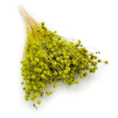 Enchanted Dekogras Getrocknetes Gras Flachs Ziergras Leinen Trockenblumen Natürlich Boho 80 Stück Seladongrün von Enchanted