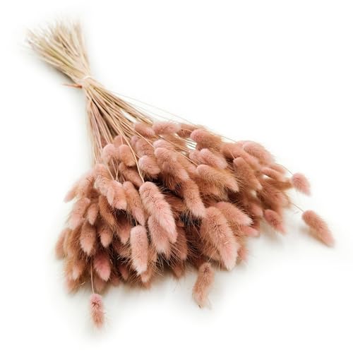 Enchanted Dekogras Getrocknetes Gras Ziergras Hasenschwänze Lagurus Ovatus Samtgras Häschen-Schwanzgras Trockenblumen Natürlich Boho 120 - 150 Stück 100 g Altrosa von Enchanted