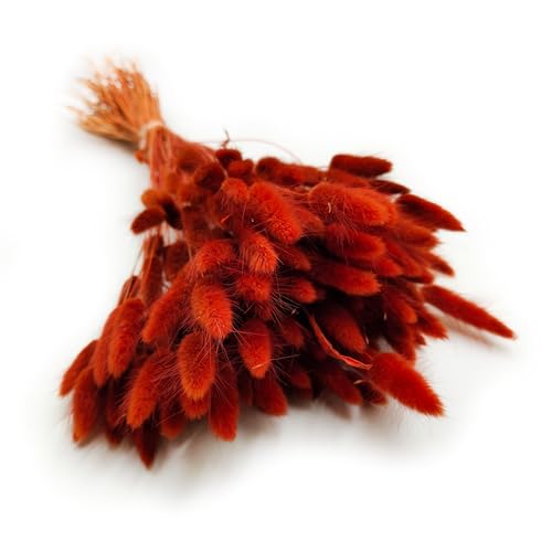 Enchanted Dekogras Getrocknetes Gras Ziergras Hasenschwänze Lagurus Ovatus Samtgras Häschen-Schwanzgras Trockenblumen Natürlich Boho 120 - 150 Stück 100 g Braun von Enchanted