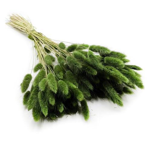 Enchanted Dekogras Getrocknetes Gras Ziergras Hasenschwänze Lagurus Ovatus Samtgras Häschen-Schwanzgras Trockenblumen Natürlich Boho 120 - 150 Stück 100 g Dunkelgrün von Enchanted