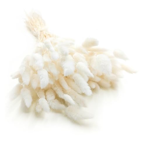 Enchanted Dekogras Getrocknetes Gras Ziergras Hasenschwänze Lagurus Ovatus Samtgras Häschen-Schwanzgras Trockenblumen Natürlich Boho 120 - 150 Stück 100 g Gebleicht von Enchanted