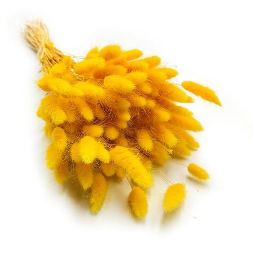 Enchanted Dekogras Getrocknetes Gras Ziergras Hasenschwänze Lagurus Ovatus Samtgras Häschen-Schwanzgras Trockenblumen Natürlich Boho 120 - 150 Stück 100 g Gelb von Enchanted
