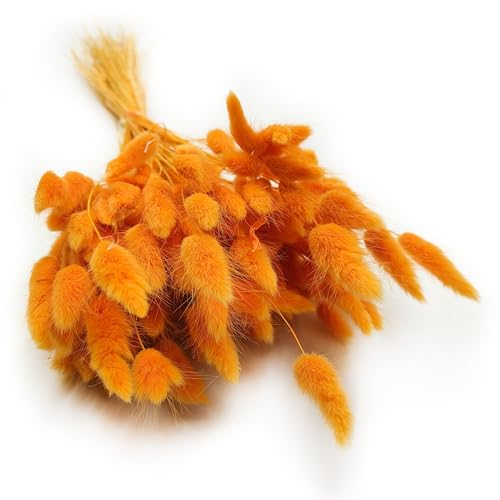 Enchanted Dekogras Getrocknetes Gras Ziergras Hasenschwänze Lagurus Ovatus Samtgras Häschen-Schwanzgras Trockenblumen Natürlich Boho 120 - 150 Stück 100 g Ingwerfarben von Enchanted