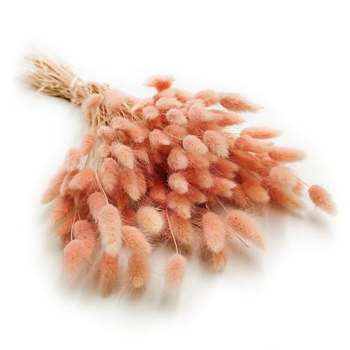Enchanted Dekogras Getrocknetes Gras Ziergras Hasenschwänze Lagurus Ovatus Samtgras Häschen-Schwanzgras Trockenblumen Natürlich Boho 120 - 150 Stück 100 g Lachsrosa von Enchanted