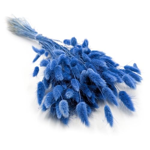 Enchanted Dekogras Getrocknetes Gras Ziergras Hasenschwänze Lagurus Ovatus Samtgras Häschen-Schwanzgras Trockenblumen Natürlich Boho 120 - 150 Stück 100 g Meeresblau von Enchanted