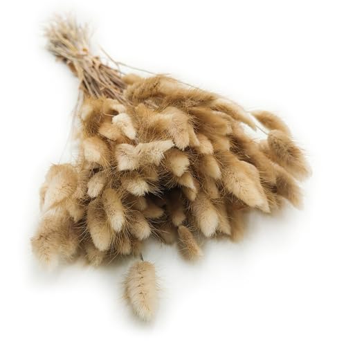 Enchanted Dekogras Getrocknetes Gras Ziergras Hasenschwänze Lagurus Ovatus Samtgras Häschen-Schwanzgras Trockenblumen Natürlich Boho 120 - 150 Stück 100 g Naturfarbe von Enchanted