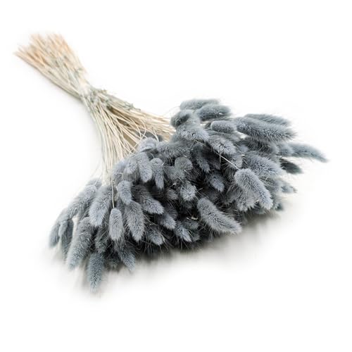 Enchanted Dekogras Getrocknetes Gras Ziergras Hasenschwänze Lagurus Ovatus Samtgras Häschen-Schwanzgras Trockenblumen Natürlich Boho 120 - 150 Stück 100 g Perlgrau Enchanted Dekogras Getrocknetes Gras Ziergras Hasenschwänze Lagurus Ovatus Samtgras Häschen-Schwanzgras Trockenblumen Natürlich Boho 120 - 150 Stück 100 g Perlgrau von Enchanted