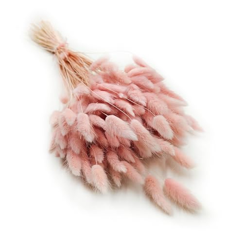 Enchanted Dekogras Getrocknetes Gras Ziergras Hasenschwänze Lagurus Ovatus Samtgras Häschen-Schwanzgras Trockenblumen Natürlich Boho 120 - 150 Stück 100 g Perlrosa von Enchanted