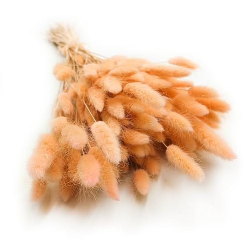 Enchanted Dekogras Getrocknetes Gras Ziergras Hasenschwänze Lagurus Ovatus Samtgras Häschen-Schwanzgras Trockenblumen Natürlich Boho 120 - 150 Stück 100 g Pfirsichfarben von Enchanted