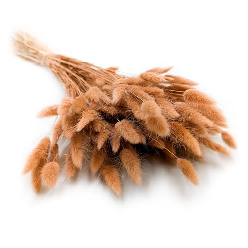 Enchanted Dekogras Getrocknetes Gras Ziergras Hasenschwänze Lagurus Ovatus Samtgras Häschen-Schwanzgras Trockenblumen Natürlich Boho 120 - 150 Stück 100 g Walnuss von Enchanted