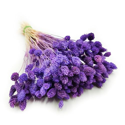 Enchanted Dekogras Getrocknetes Gras Ziergras Kanariengras Phalaris Trockenblumen Natürlich Boho Ca. 100 Stück 80 g Violett von Enchanted