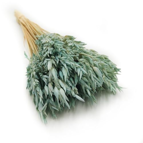 Enchanted Dekogras Hafer Getrocknetes Gras Ziergras Natürlich Deko Minze Enchanted Dekogras Hafer Getrocknetes Gras Ziergras Natürlich Deko Minze von Enchanted